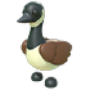Canadian Goose