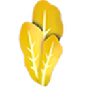 Golden Lettuce