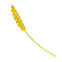 Golden Wheat