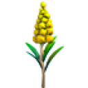 Goldenrod Flower