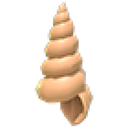 Musical Conch