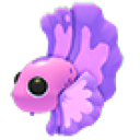 Pink Betta Fish