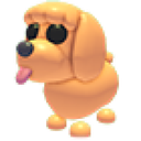 Toy Poodle