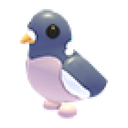 Wood Pigeon
